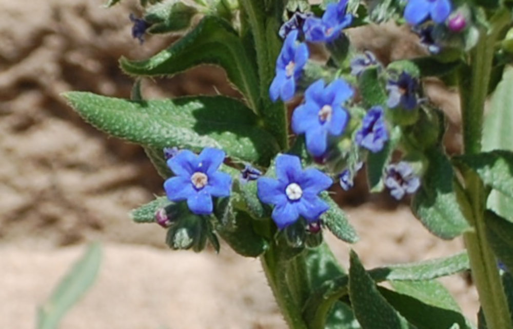 Pianta nel Tigrai (Etiopia): Anchusa affinis (Boraginaceae)